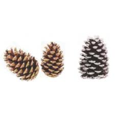 Pinecones